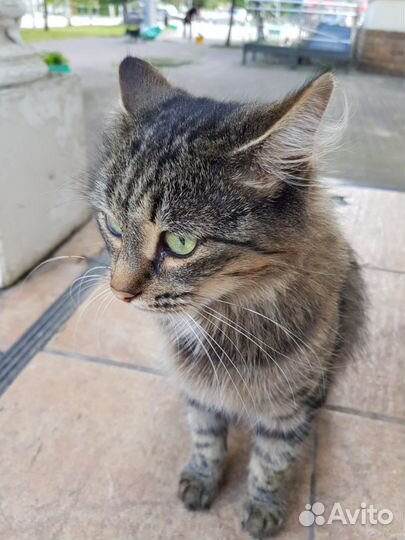 Выброшенная ласковая кошка ищет новый дом