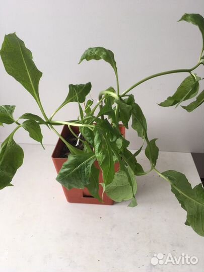 Мандрагора