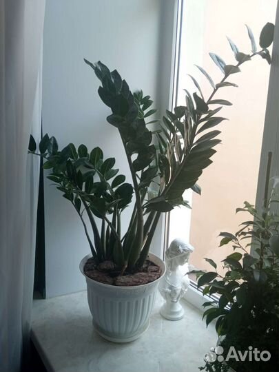 Замиокулькас