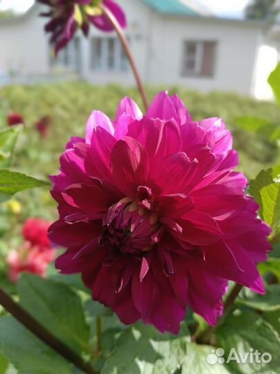 Георгины клубни