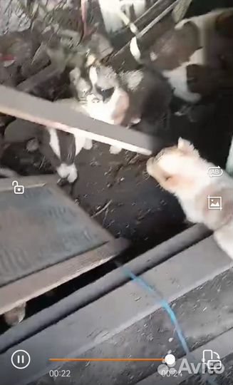 Отдам щенков в добрые руки