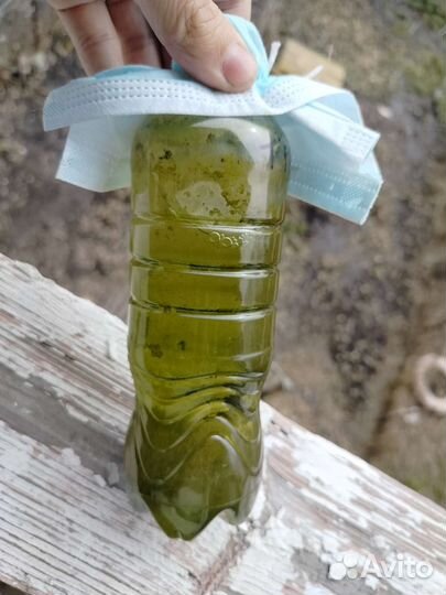 Трентеполия водоросли, удобрение, корм