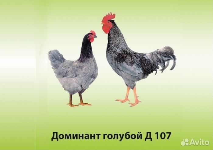 Цыплята кур несушек