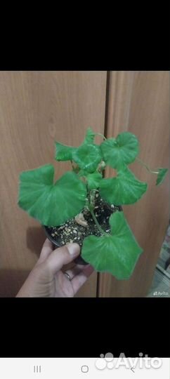 Сортовые пеларгония hope je Bartlett