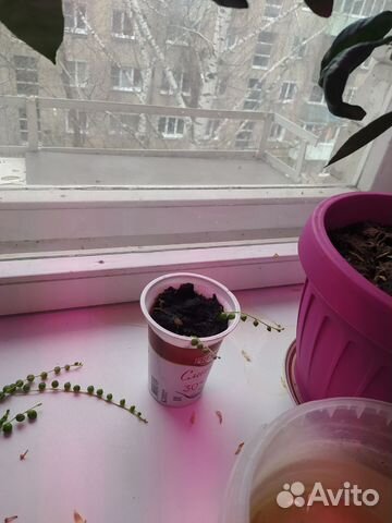 Крестовник роули (Senecio roulianus)