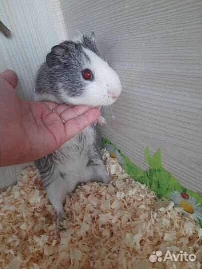 Морская свинка