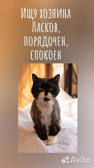 Красавчик в добрые руки