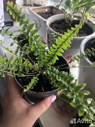 Папоротник комнатный