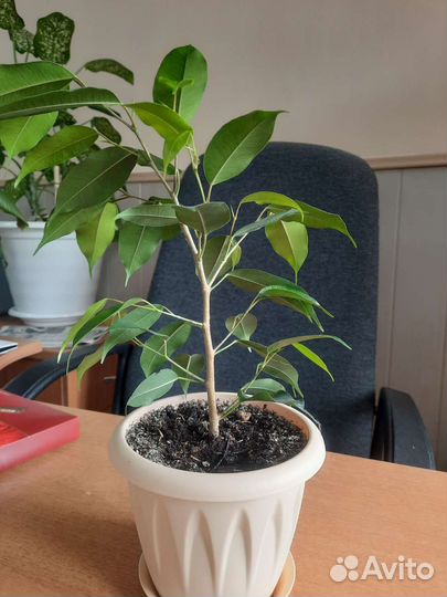 Фикус бенджамина