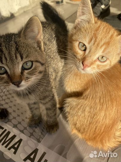 Котята кошки