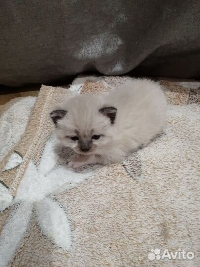 Кошка