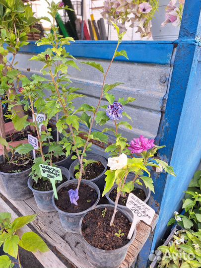 Многолетние садовые цветы, кустарники