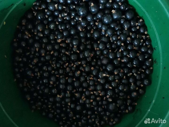 Черная смородина