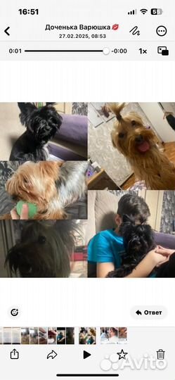 Продам йорков