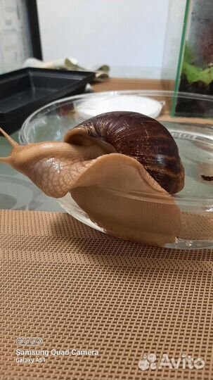 Улитята Ахатинской улитки