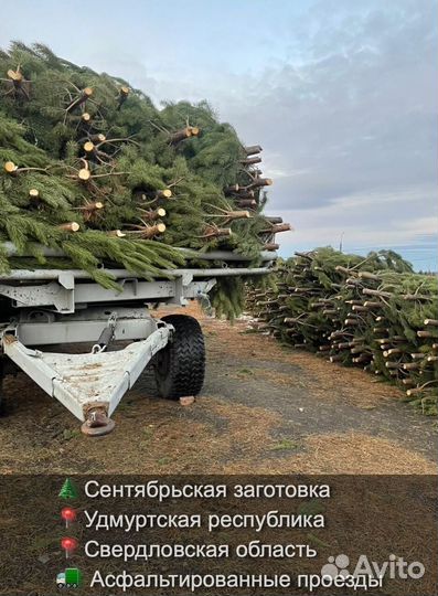 Сосна сентябрьская пушистая опт