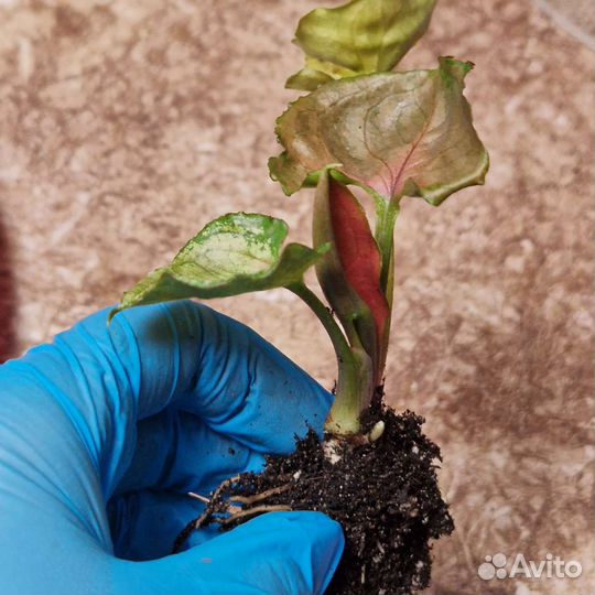 Сингониум клубничный лед