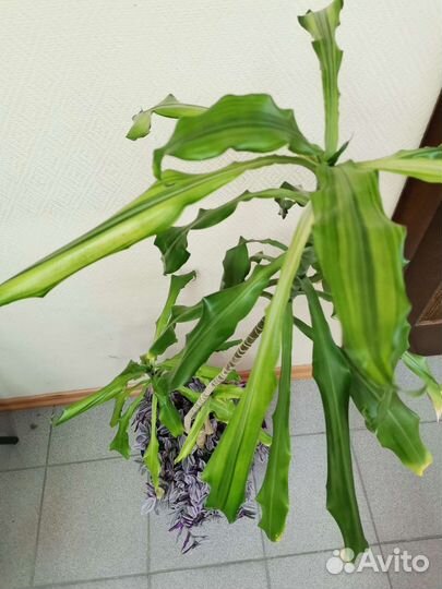 Драцена традесканция