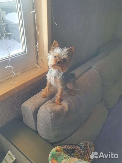 Йоркширский терьер вязка мальчик