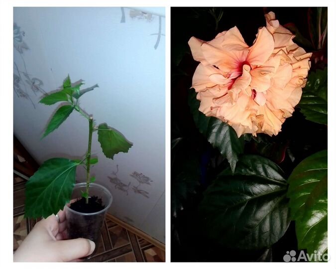 Сортовые комнатные гибискусы