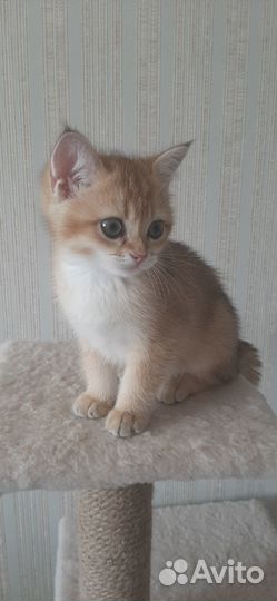 Мальчик британская золотая шиншилла