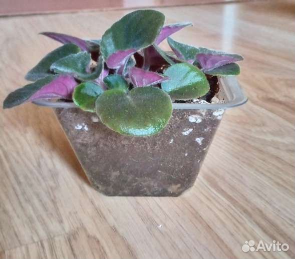 Фиалка, кротон в горшках