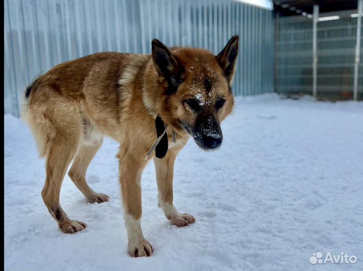 Овчаристый пёс с историей