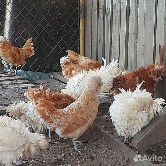 Петухи породы падуан