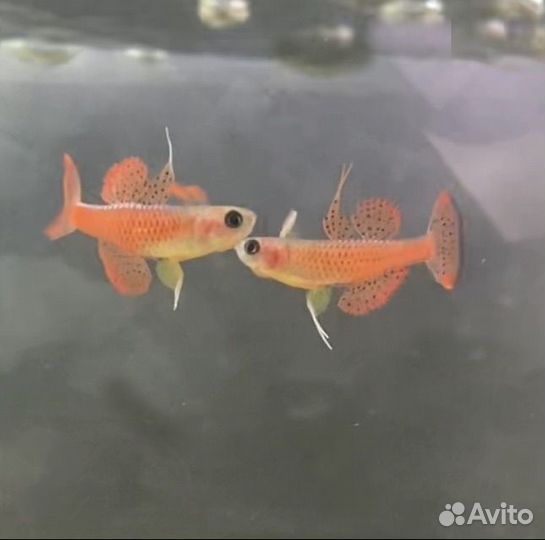 Аквариумные рыбки Псевдомугил паскай