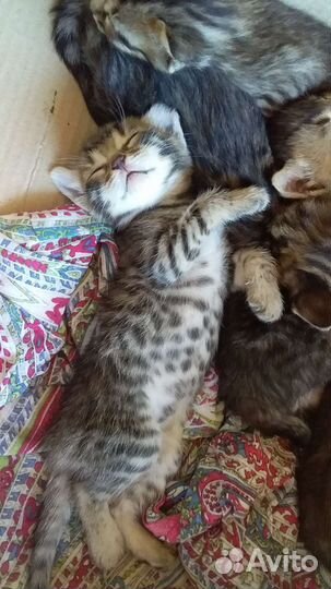 Бенгальская