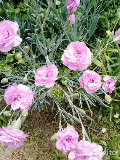 Гвоздика махровая