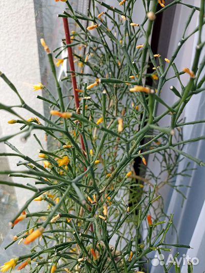 Хатиора (Рипсалис)