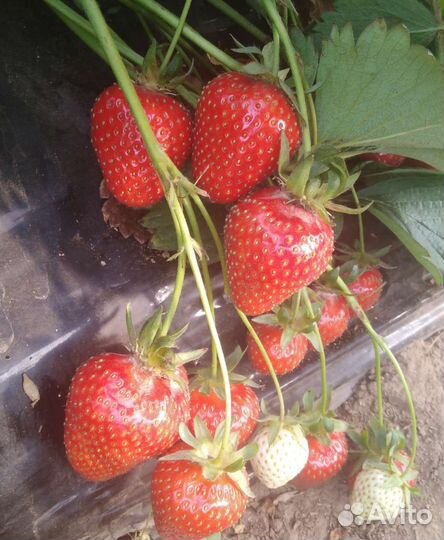 Рассада клубники Клери