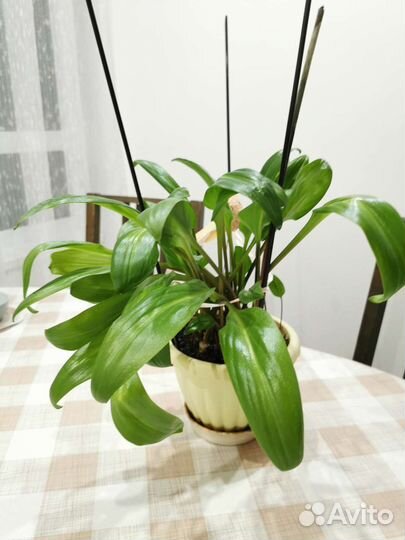 Дримиопсис