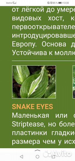 Хоста