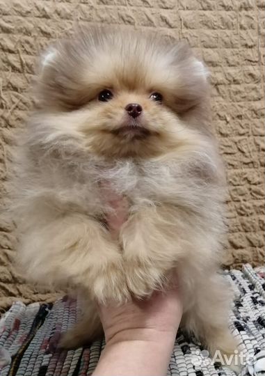 Мальчики и девочки