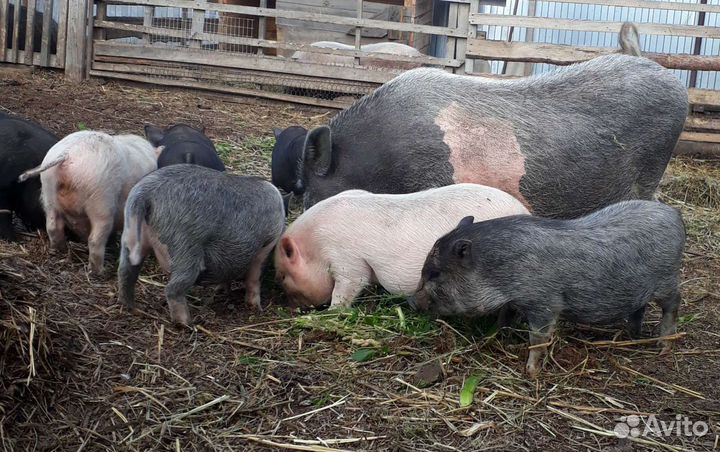 Поросята