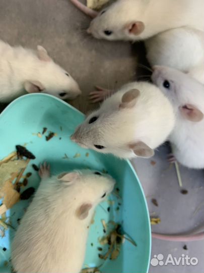 Декоративная крыса