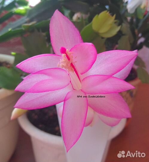 Шлюмбергера(декабрист, рождественник, зигокактус)