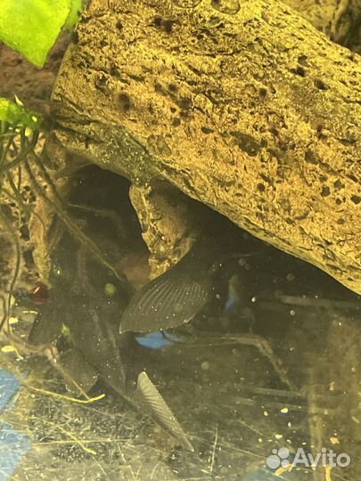 Пробам аквариум