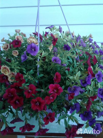 Рассада цветов вербена, петунья и др