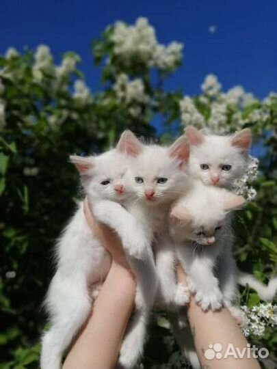 Турецкая ангора