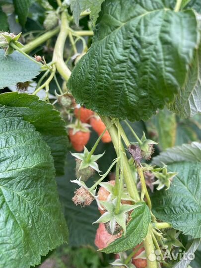 Ремонтантная желтая малина