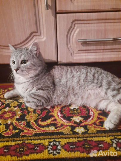 Шотландец вязка