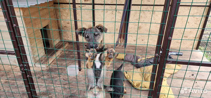 Собака в добрые руки отдам бесплатно