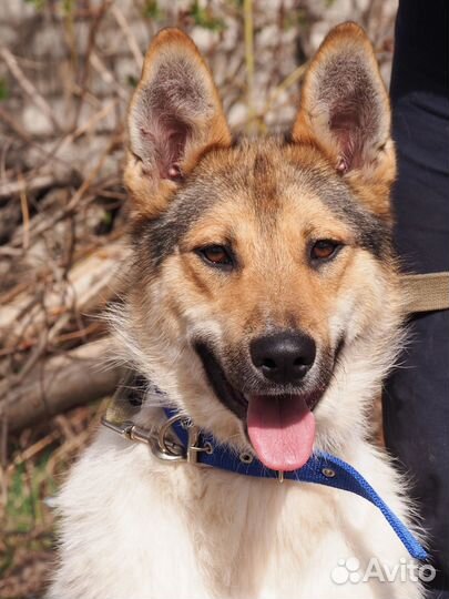 Собака Маврик