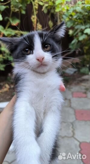 Котенок кот