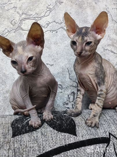 Донской сфинкс