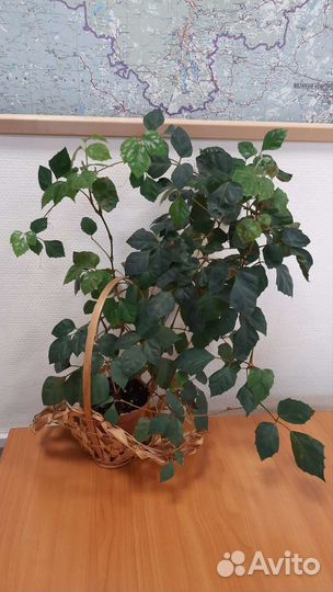 Декабрист, Роициссус, Клеродендрон, Каланхое