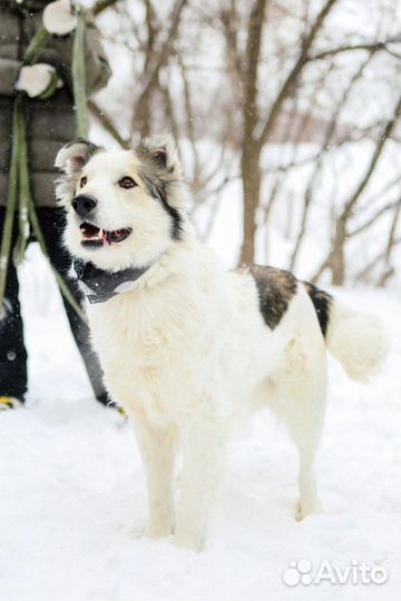 Красавчик Шмель ищет любящую семью